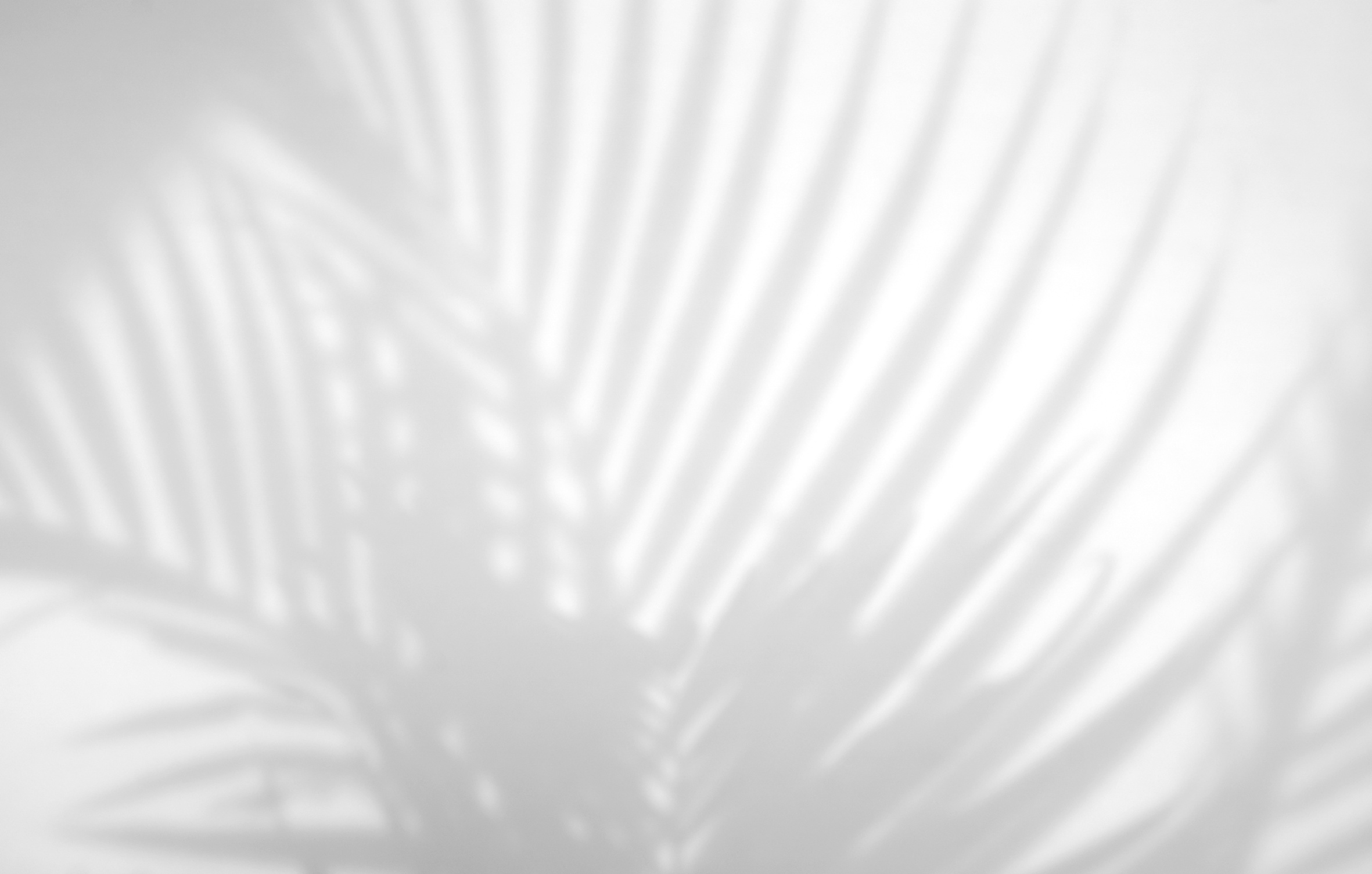 Tropical Palm Leaves Shadow on White Background